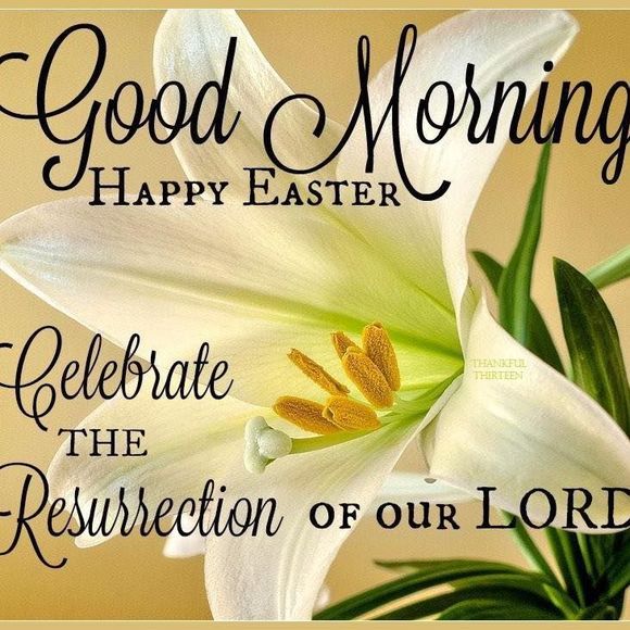 Meet your Posher, Malak - Picture 1 of 1